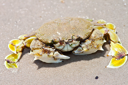 沙子上的螃蟹天空海岸线野生动物贝类热带旅行生活宏观海岸假期图片
