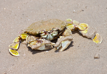 沙子上的螃蟹假期宏观动物天空植物学生活海岸线海岸植物热带图片