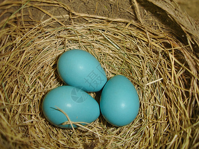 春鸡蛋荒野稻草蓝色棕色图片