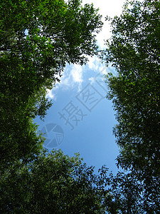 蓝色的天空在树枝之间四分五裂天堂旅行自由休息树叶航班绿色数字风景叶子图片