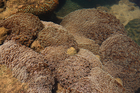 泰拉Tahla沿海低潮期浅水珊瑚热带鱼野生动物环境荒野海洋潜水员潜水蓝色红色热带图片