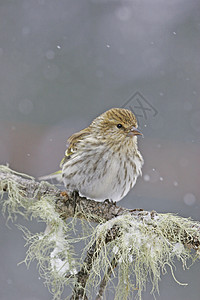 派恩西斯金歌曲下雪棕色荒野动物松树图片