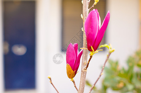 Magnolia 树白色阳光粉色晴天植物阳光照射植物学美丽花瓣季节图片