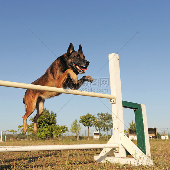 跳跃麦地诺宠物训练棕色锻炼牧羊人警觉运动犬类动物图片