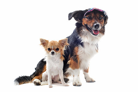 小狗吉娃娃和小鸡工作室恶魔帽子犬类伴侣白色棕色友谊动物宠物图片