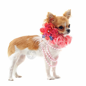 戴珍珠项圈的吉娃娃犬类动物粉色珍珠白色衣领工作室宠物长毛伴侣图片