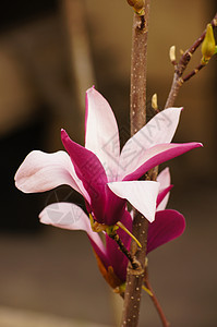 Magnolia树的花朵阳光照射蓝色天空植物学花瓣美丽植物白色阳光季节图片