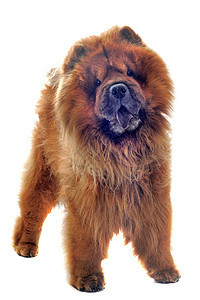 c 土果犬类宠物棕色毛皮动物工作室背景图片