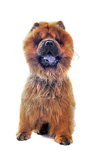 c 土果棕色犬类毛皮宠物动物工作室图片
