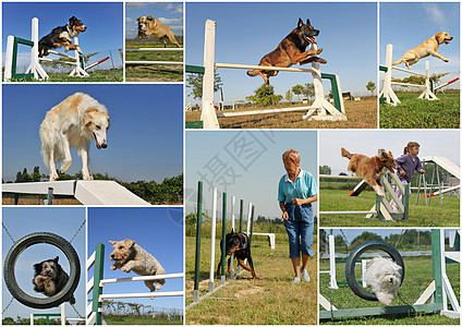 灵敏度女孩宠物孩子们竞争训练牧羊犬运动跳跃动物女士图片