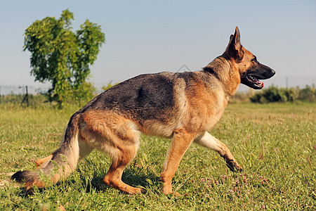 德国牧羊人场地宠物眼睛警觉花园跑步牧羊犬毛皮犬类动物图片