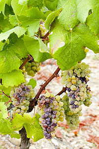 法国阿quitaine地区  Saternes  的白葡萄贵腐模具葡萄酒业植物葡萄园收成栽培水果藤蔓图片