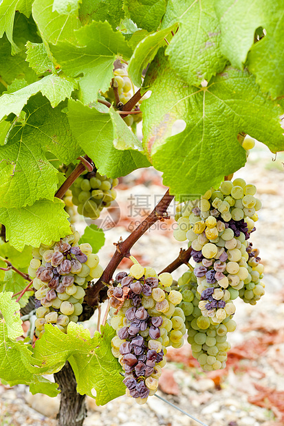 法国阿quitaine地区  Saternes  的白葡萄贵腐模具葡萄酒业植物葡萄园收成栽培水果藤蔓图片