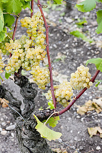 法国阿quitaine地区  Saternes  的白葡萄农业植物藤蔓栽培植物群收成葡萄酒业植被葡萄园图片