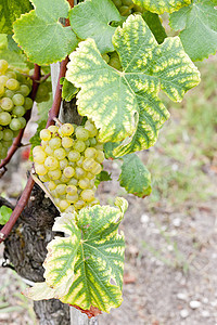 法国阿quitaine地区  Saternes  的白葡萄栽培植物群葡萄绿色收成外观叶子藤蔓水果酒业图片
