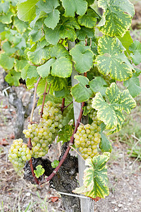 法国阿quitaine地区  Saternes  的白葡萄收成藤蔓葡萄水果叶子栽培植被植物外观植物群图片