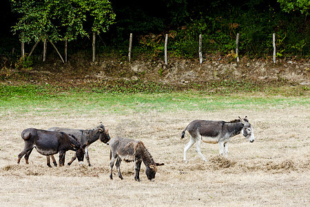西班牙纳瓦拉 西班牙纳瓦雷的驴子动物群哺乳动物动物家畜动物学乡村农业农场农村外观图片
