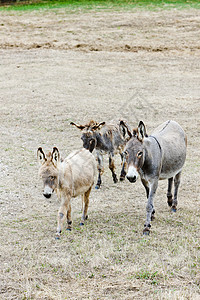 西班牙纳瓦拉 西班牙纳瓦雷的驴子动物学草地哺乳动物农村动物农场国家动物群家畜乡村图片