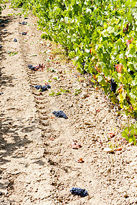 西班牙拉里奥哈 蓝葡萄葡萄园藤蔓酒业葡萄外观葡萄园植被收成农业水果植物图片