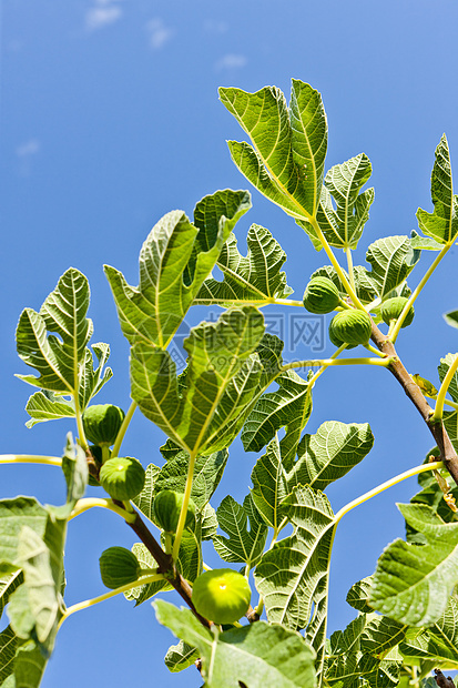 树上无花果农业种植收成叶子外观栽培绿色植物植物群食物图片