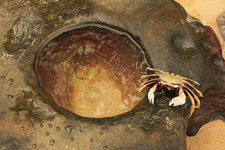 角眼幽灵螃蟹环斑海滩角眼瘤水池宏观岩石眼柄图片