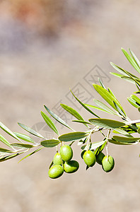 葡萄牙橄榄树收成植物群作物植被橄榄木生产农业外观水果植物图片
