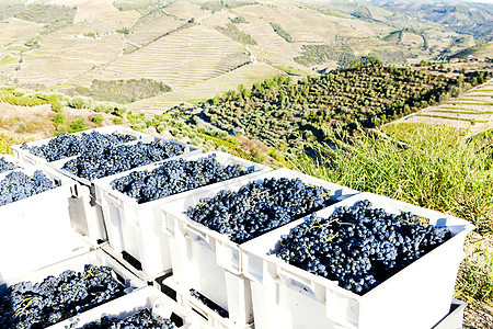 葡萄牙杜罗谷葡萄酒收获世界遗产酒业世界葡萄园葡萄农业收成外观栽培水果图片