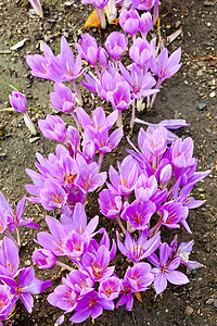 约colchicum外观季节植物花园静物红花紫色植被园艺植物学图片