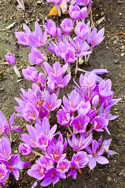 约colchicum外观季节植物花园静物红花紫色植被园艺植物学图片