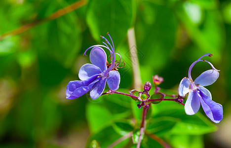 Verbenaceae的蓝色花朵图片