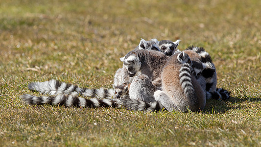 环尾狐猴Lemur catta眼睛哺乳动物卡塔毛皮野生动物荒野尾巴动物园动物警报图片