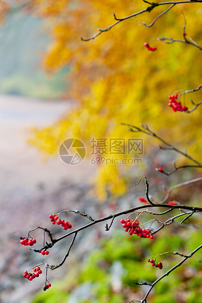 秋季性质枝条植物群植被树木时候外观季节植物学树枝植物图片