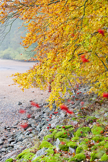秋季性质树叶分支机构植物群树木季节外观植物植物学时候枝条图片