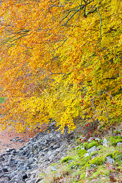 秋季性质植物群植被树叶植物植物学季节外观叶子时候树木图片