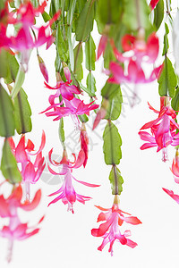 圣诞仙人掌植物学传统粉色花瓣静物植物群符号绿色植被植物图片