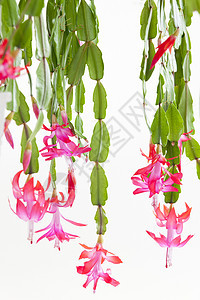 圣诞仙人掌粉色植物群植被花朵符号绿色植物静物植物学花瓣图片