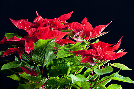 波因塞塔语Name绿色装饰静物植物群花朵红色动机传统符号内饰图片