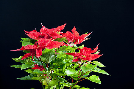 波因塞塔语Name植物内饰装饰绿色符号花朵植物群传统红色动机图片