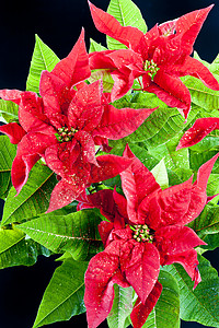 波因塞塔语Name符号绿色装饰静物花朵红色动机内饰传统植物图片