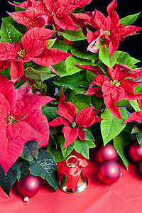 圣诞节依然与波因塞蒂亚同在传统静物钟声内饰红色符号花朵图片