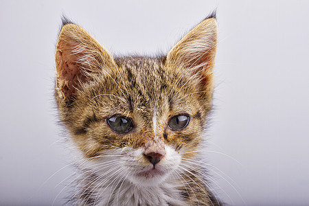 小猫咪猫咪哺乳动物小猫猫科动物宠物动物头发工作室青年友谊图片