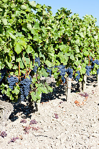法国阿quitaine的波尔多地区葡萄园和蓝葡萄葡萄植物外观植物群农业栽培植被酒业藤蔓叶子图片