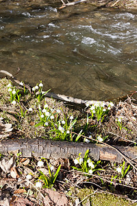布鲁克的雪花花朵植物群雪片溪流外观植物植被植物学图片