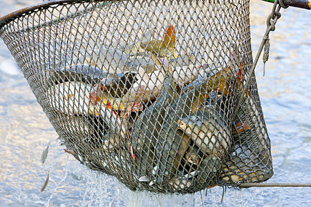 蓄积池收获池渔业动物动物群池塘外观钓鱼图片