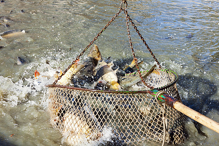 蓄积池动物群收获池外观池塘渔业动物钓鱼图片