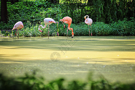 火烈哥粉色羽毛水禽情调翅膀绿色热带池塘异国风景图片