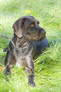 猎犬动物猎狗家畜动物学狩猎管理草地小狗品种外观图片
