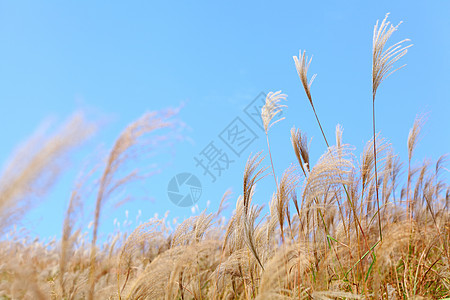 秋天的草叶场景日落蓝色生态孤独季节公园国家橙子天空图片