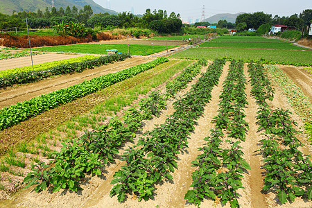 外地破坏国家绿色种植蔬菜场景草药天空农民农村图片