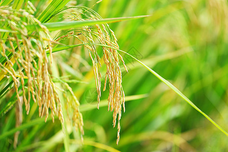 稻田环境种植园种子叶子谷物培育植物群食物社区农村图片